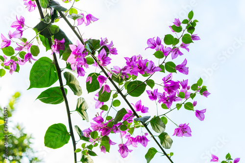Purple bougainvillea spectabilis flower blooming against cloudy sky in Shenzhen, China. Bougainvillea also known as great bougainvillea. It is native to Brazil, Bolivia, Peru, and Argentina.