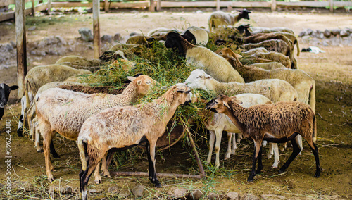 herd of sheep photo