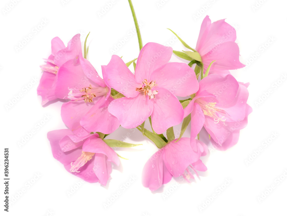 Pink flower of dombeya tree on white background. Pink flower of dombeya tree on white background.