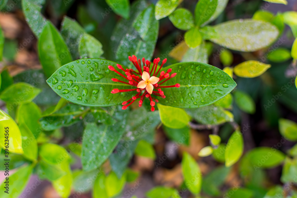 Red needle buds and light orange flower of Ixora chinensis and green leaves with rain drops after a rainy day in Shenzhen, China