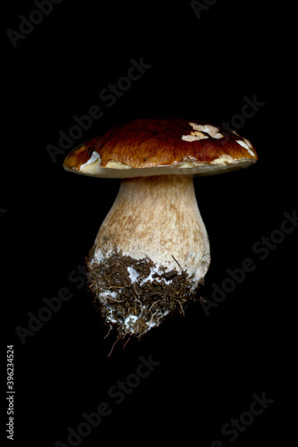 Edible vegetarian mushroom on black background
