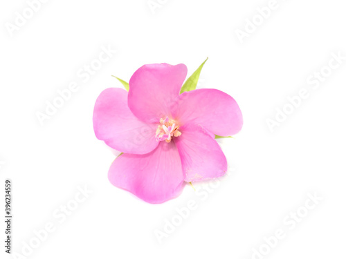 Pink flower of dombeya tree on white background.