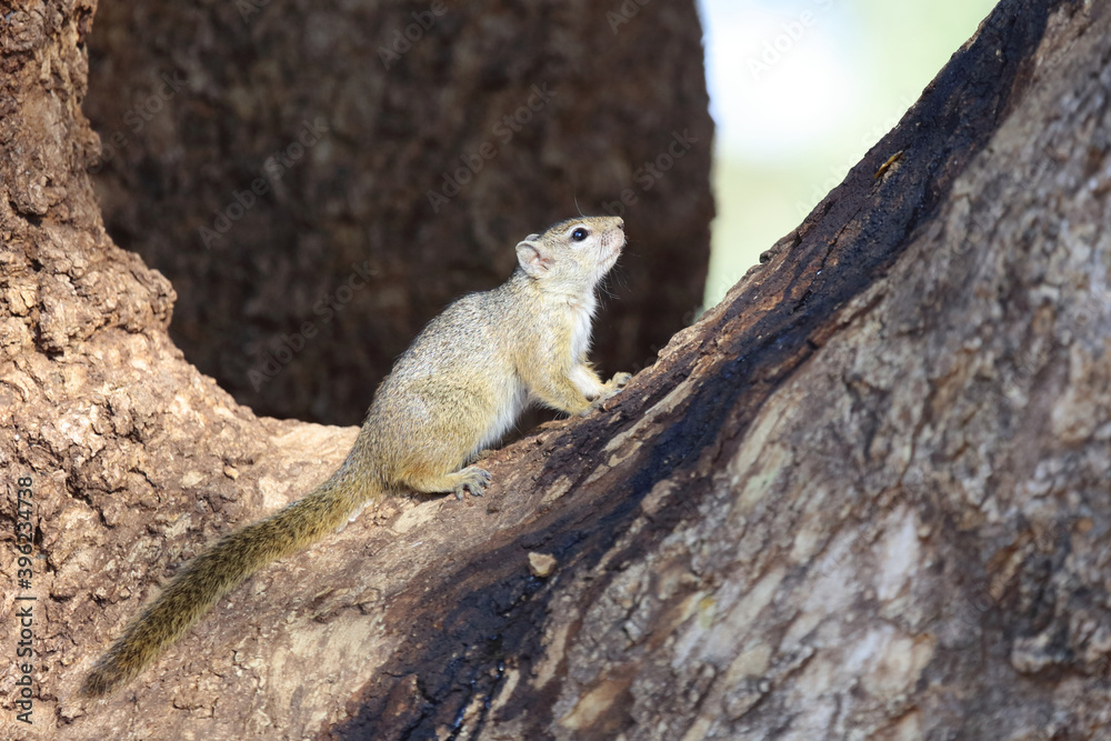 Ockerfußbuschhörnchen / Tree squirrel / Paraxerus Cepapi Ockerfußbuschhörnchen / Tree squirrel / Paraxerus Cepapi