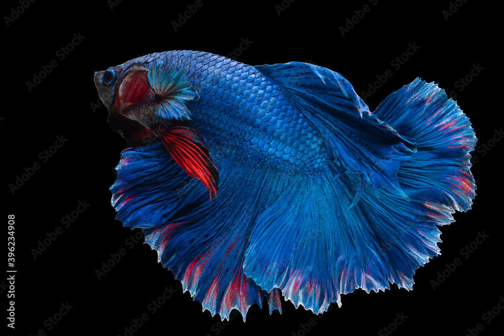 Beautiful movement of blue red Betta fish, Rhythmic close up of Siamese fighting fish, Betta splendens, Halfmoon betta of Thailand isolated on black background. Beautiful movement of blue red Betta fish, Rhythmic close up of Siamese fighting fish, Betta splendens, Halfmoon betta of Thailand isolated on black background.
