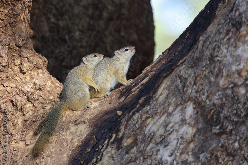 Ockerfußbuschhörnchen / Tree squirrel / Paraxerus Cepapi. © Ludwig