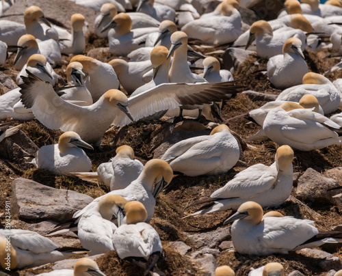 Northern Gannets Nesting © Dan