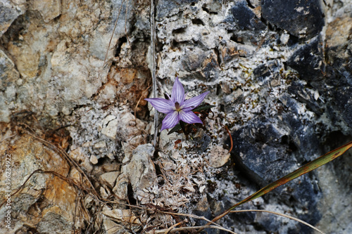 Purple flower of Swertia pseudo-chinensis photo