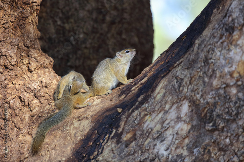 Ockerfußbuschhörnchen / Tree squirrel / Paraxerus Cepapi