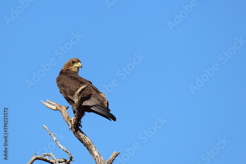 Wahlbergsadler / Wahlberg's  Eagle / Aquila wahlbergi photo