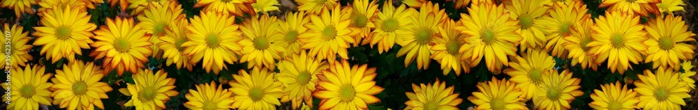 Beautiful orange yellow chrysanthemum flowers panorama Beautiful orange yellow chrysanthemum flowers panorama