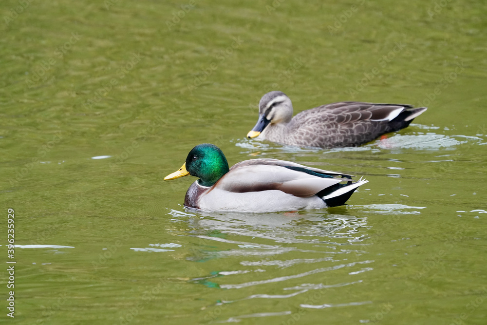 mallard in the pond mallard in the pond