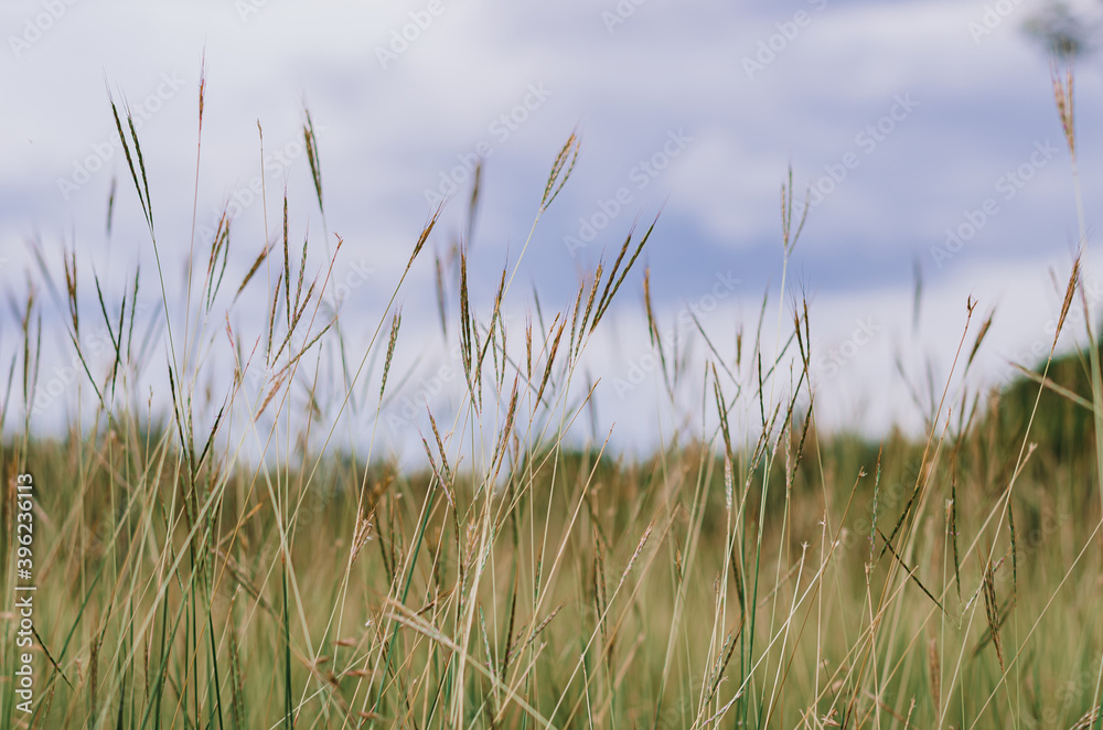 grass and sky