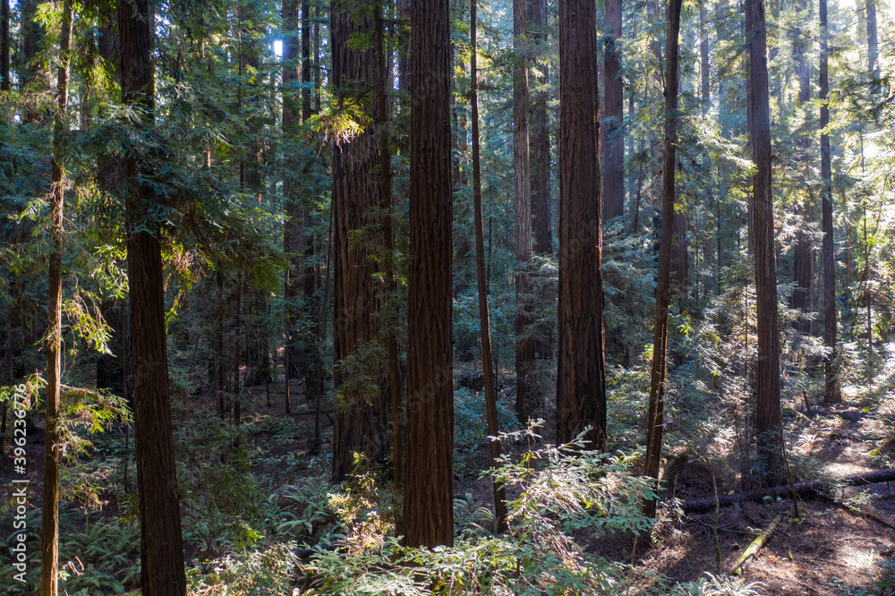 Obraz premium Sunlight descends into the darkness of a forest of Redwood trees, Sequoia sempervirens, in Northern California. Redwoods are the largest trees on Earth and are an endangered species.