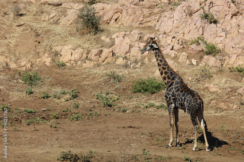 Canvas Print Giraffe / Giraffe / Giraffa Camelopardalis