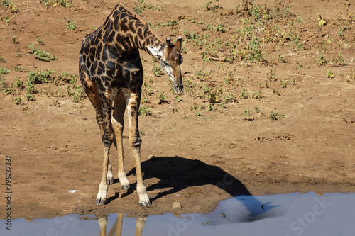 Canvas Print Giraffe / Giraffe / Giraffa Camelopardalis