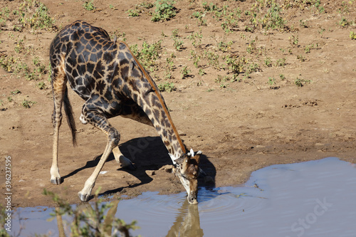 Photography Giraffe / Giraffe / Giraffa Camelopardalis