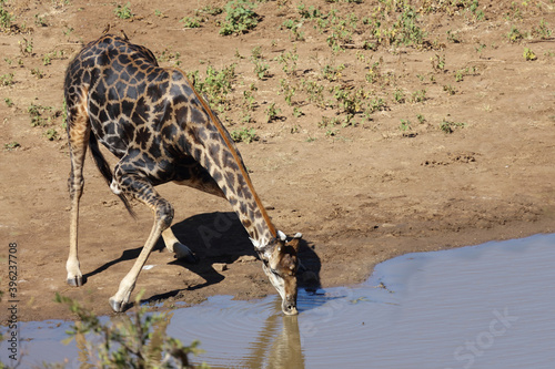 Photography Giraffe / Giraffe / Giraffa Camelopardalis
