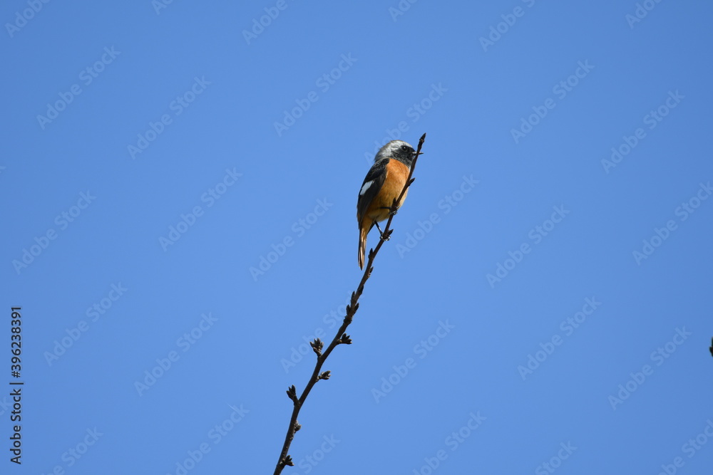 Daurian redstart on top of the branch