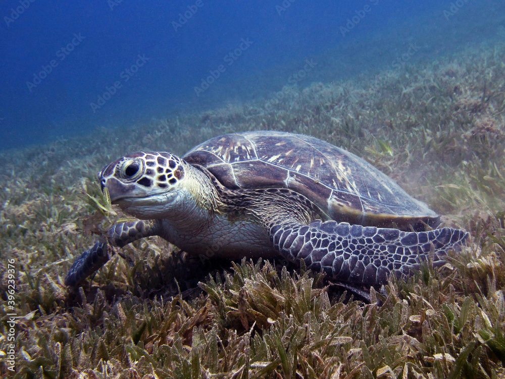 Fototapeta premium Green turtle Chelonia mydas feeding