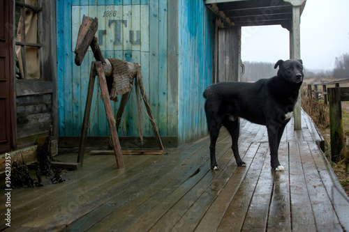 A dog in the village against the background of wooden buildings stands next to a wooden horse