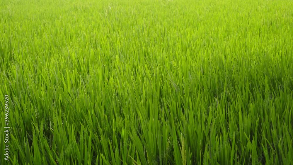 Close up of rice swaying by wind in rice paddy Close up of rice swaying by wind in rice paddy
