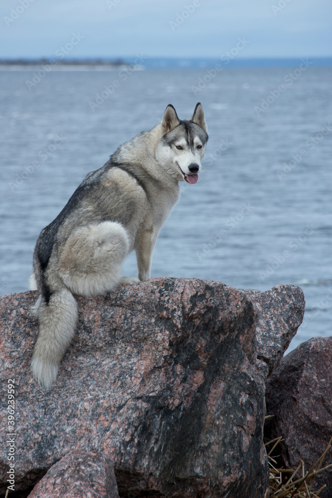 Husky dog sitting on a rock by the sea Husky dog sitting on a rock by the sea