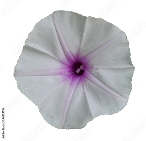 Swamp Morning Glory or Water Morning Glory blossom isolated on white background, Purple and pink stripes on white petals of tropical flower