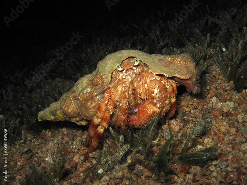 Red Sea Anemone hermit crab Dardanus tinctor at night  photo