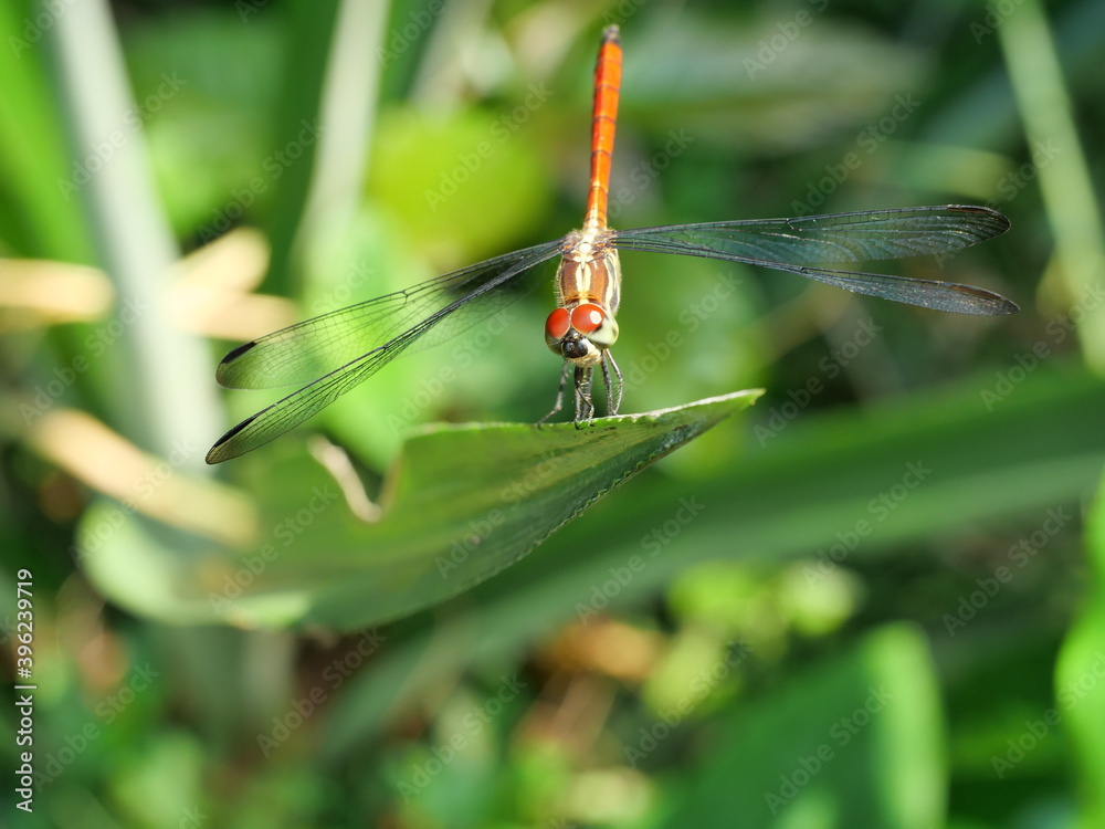 Asiatic Blood Tail dragonfly (Lathrecista asiatica asiatica) with big red eye on plant leaf with natural green background Asiatic Blood Tail dragonfly (Lathrecista asiatica asiatica) with big red eye on plant leaf with natural green background