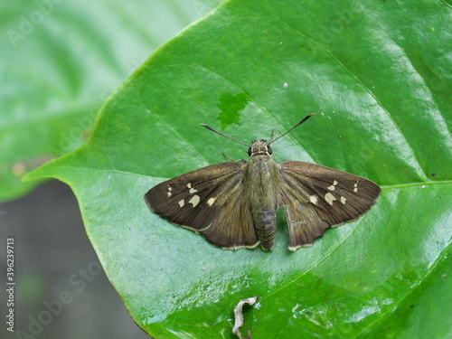 Tufted Ace ( Sebastonyma pudens ) butterfly on green plant leaf, Yellow stripes on brown wing of topical insect in Thailand photo