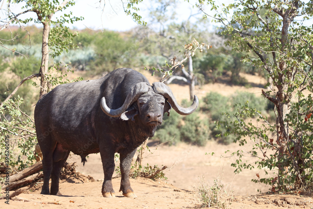 Obraz premium Kaffernbüffel / Buffalo / Syncerus caffer