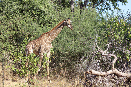 Canvas Print Giraffe / Giraffe / Giraffa Camelopardalis