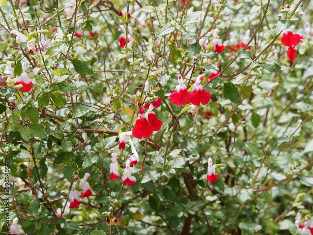 (Salvia greggii ou microphylla) Sauges à petites feuilles 'Hot Lips' à fleurs blanches, lèvres rouge framboise