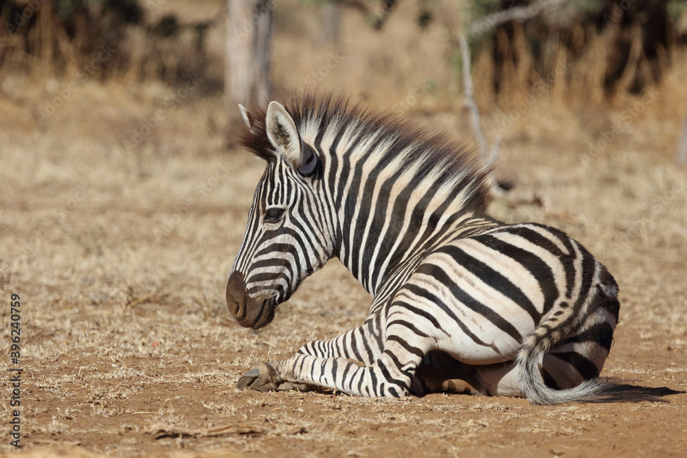 Steppenzebra / Burchell's Zebra / Equus burchellii... Steppenzebra / Burchell's Zebra / Equus burchellii...