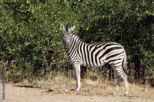 Steppenzebra   Burchell s zebra   Equus burchellii