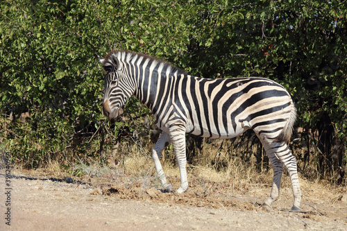 Steppenzebra   Burchell s zebra   Equus burchellii