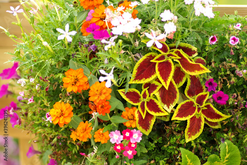 花束のような寄せ植え