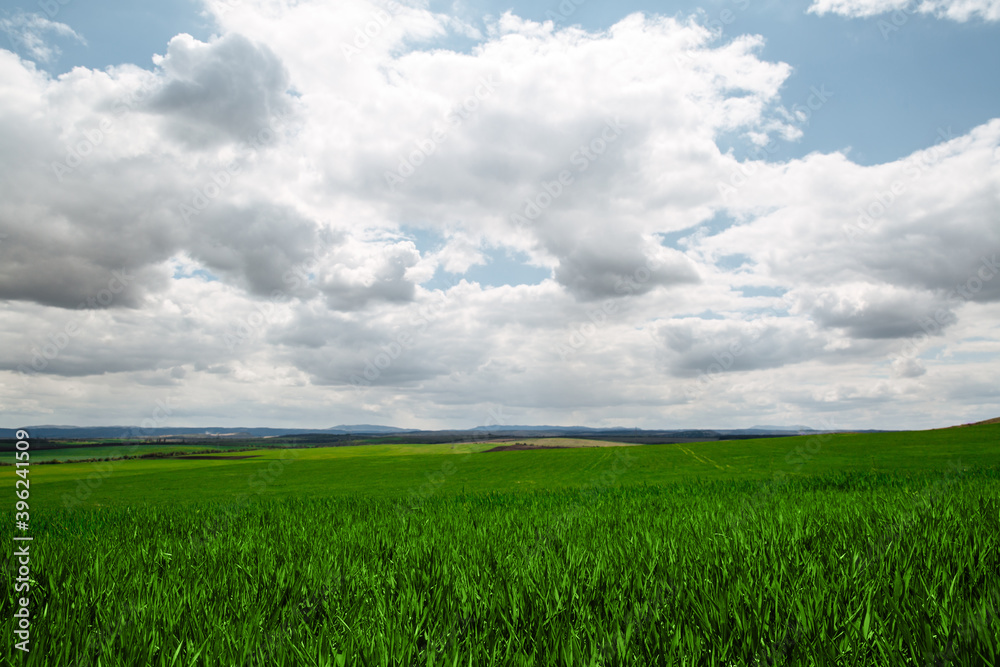 A beautiful endless field of green young sprouting grass against sky with clouds A beautiful endless field of green young sprouting grass against sky with clouds