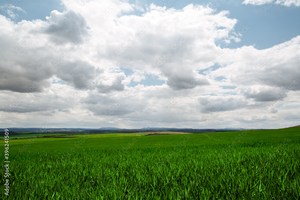 A beautiful endless field of green young sprouting grass against sky with clouds