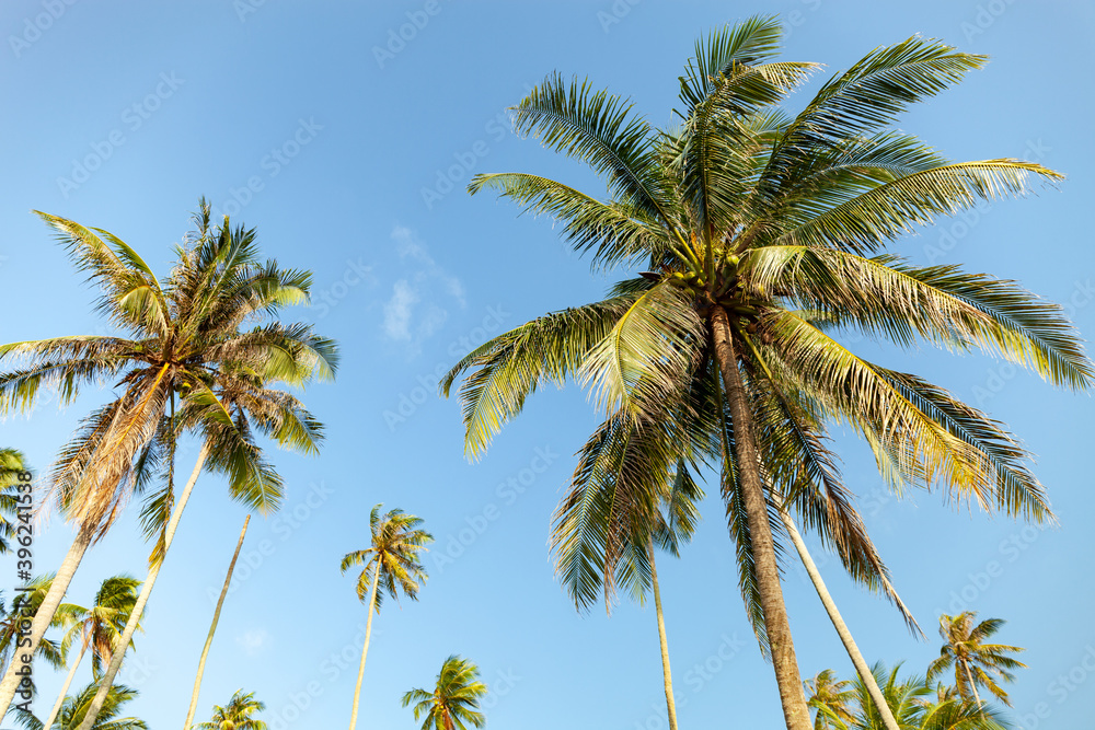 Branches of coconut palms trees under clear blue sky background in summer season. Branches of coconut palms trees under clear blue sky background in summer season.