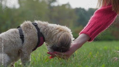 Cute shih tzu dog in red breast collar eats snacks from owner hand on lawn in park closeup. Teaching pet concept photo