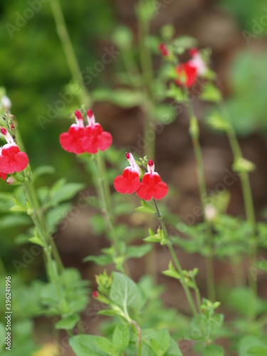 (Salvia microphylla ou greggii 'Hot Lips') Sauge de Graham ou sauge à petites feuilles aromatiques et fleurs blanche et rouge