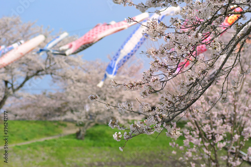 三重県伊勢市　宮川堤の桜と鯉のぼり