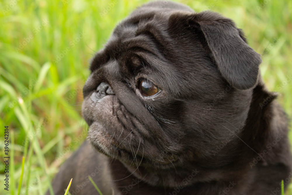 portrait of a pug. Dog sits in the grass