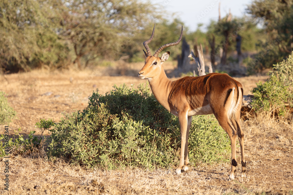 Naklejka premium Schwarzfersenantilope / Impala / Aepyceros melampus