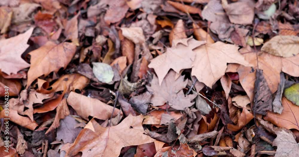 brown golden autumn foliage. Fallen maple leaves on the ground. Tree sprouts in 4k slow motion brown golden autumn foliage. Fallen maple leaves on the ground. Tree sprouts in 4k slow motion