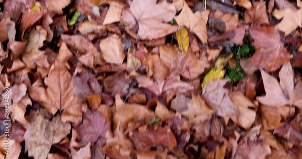 Man in white shoes and grey jeans walking through fallen autumn fall leaves on day. Kick away leaves in 4k Man in white shoes and grey jeans walking through fallen autumn fall leaves on day. Kick away leaves in 4k