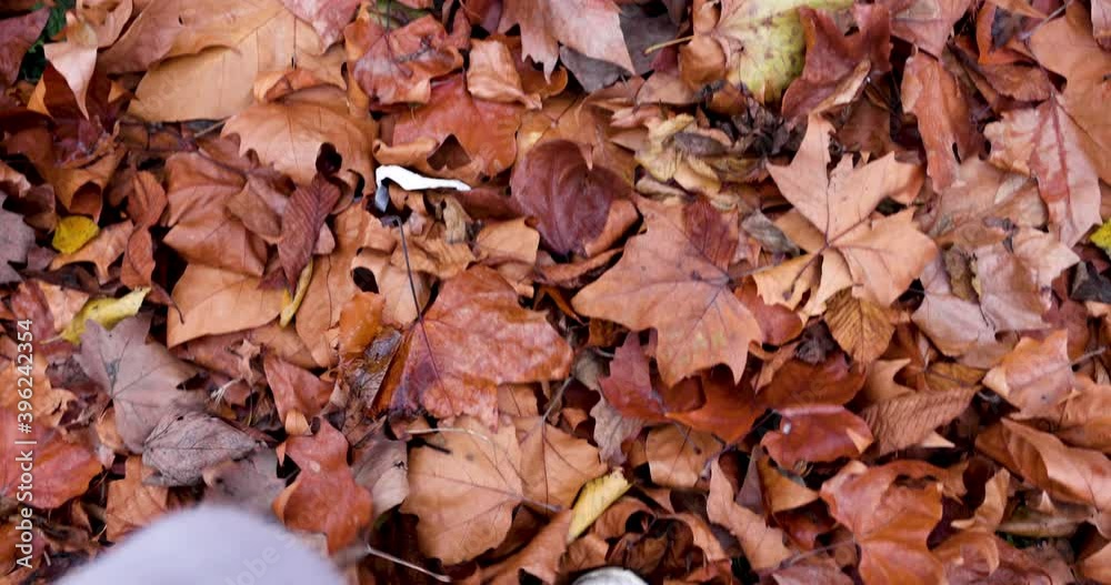 Man in white shoes and grey jeans walking through fallen autumn fall leaves on day. Kick away leaves in 4k Man in white shoes and grey jeans walking through fallen autumn fall leaves on day. Kick away leaves in 4k