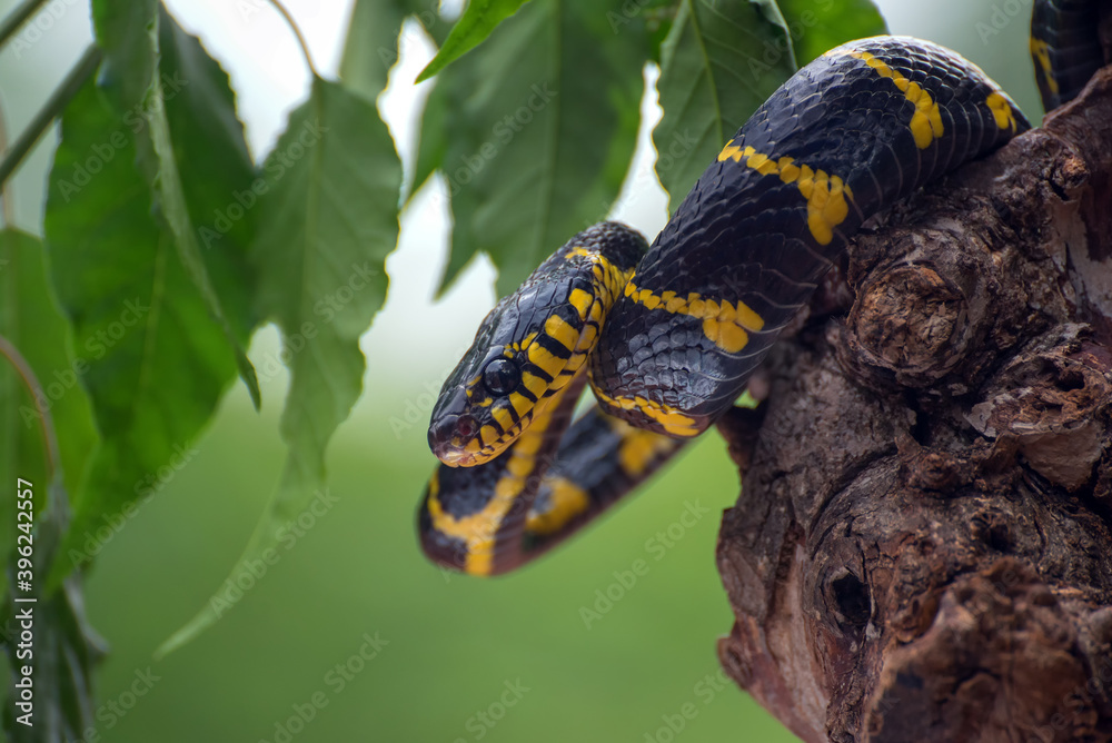 boiga snake dendrophilia in defensive mode, the gold-ringed cat snake,venomous snake boiga snake dendrophilia in defensive mode, the gold-ringed cat snake,venomous snake