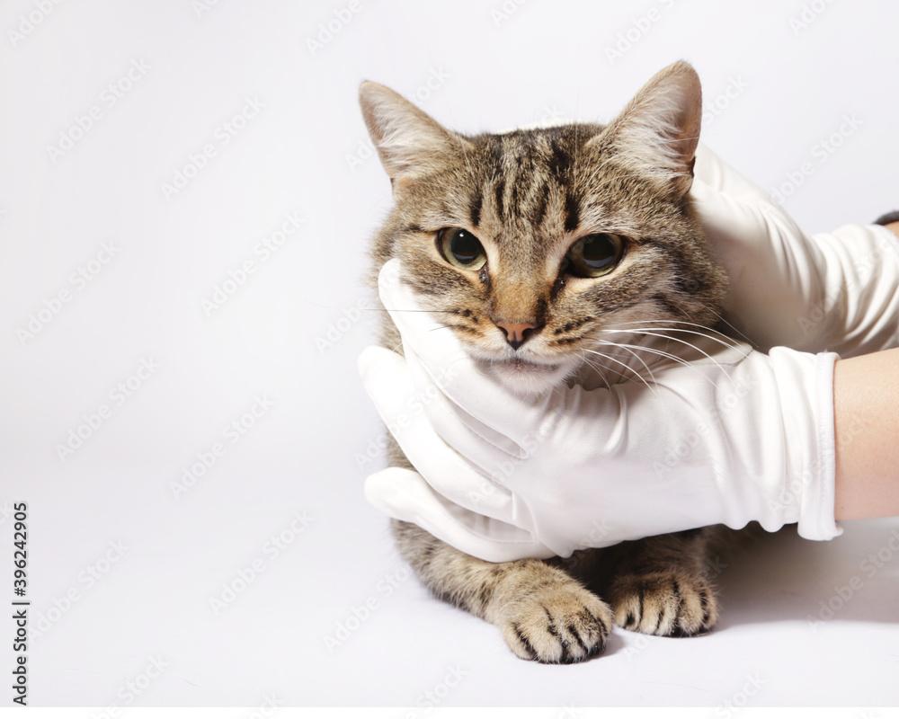 Obraz premium cute cat on a white background 